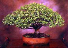 Bonsai_zelkova_red