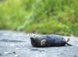 Dead_mole2_1
